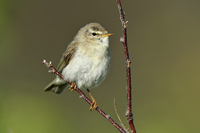 BUITEN BEELD Foto: 318979