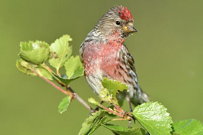 BUITEN BEELD Foto: 318980