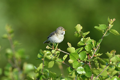 BUITEN BEELD Foto: 318982