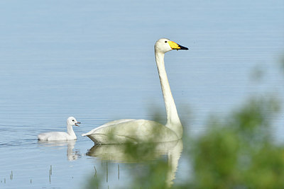 BUITEN BEELD Foto: 318983