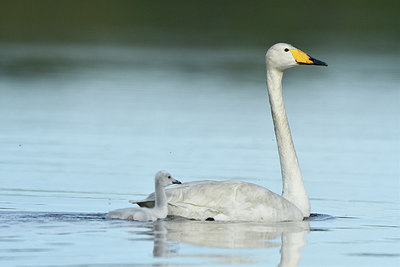 BUITEN BEELD Foto: 318986