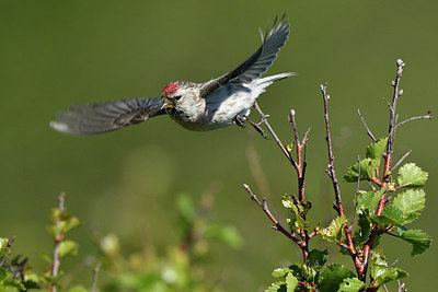BUITEN BEELD Foto: 318990