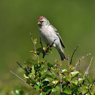 BUITEN BEELD Foto: 318991