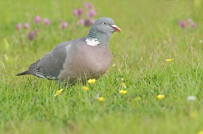 BUITEN BEELD Foto: 31040