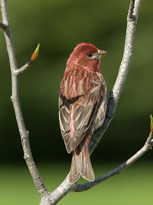 BUITEN BEELD Foto: 31050