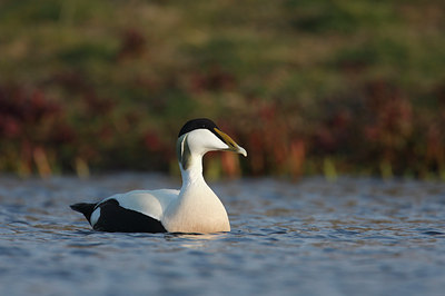 BUITEN BEELD Foto: 31070