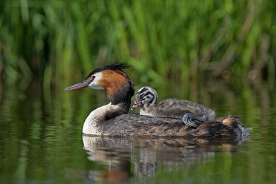 BUITEN BEELD Foto: 31110