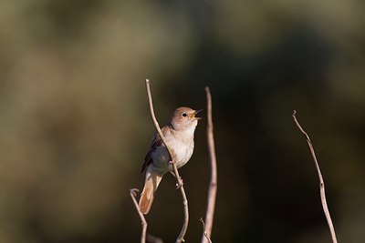BUITEN BEELD Foto: 31113
