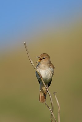 BUITEN BEELD Foto: 31116
