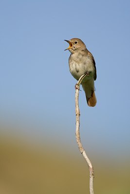 BUITEN BEELD Foto: 31124