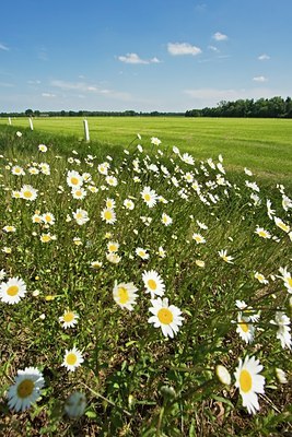 BUITEN BEELD Foto: 31164