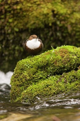 BUITEN BEELD Foto: 31182