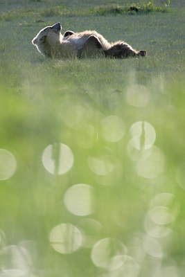 BUITEN BEELD Foto: 31234