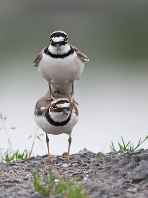 BUITEN BEELD Foto: 31303