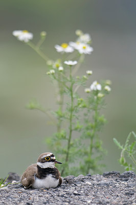 BUITEN BEELD Foto: 31306