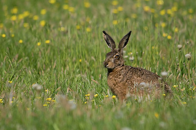 BUITEN BEELD Foto: 31315