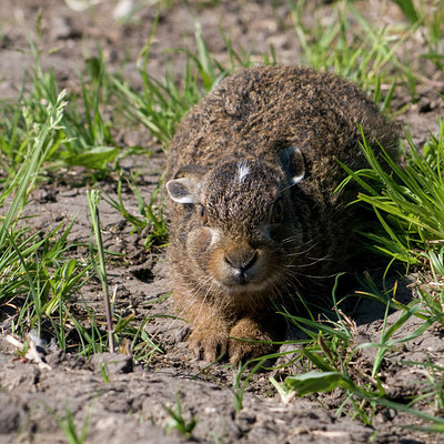 BUITEN BEELD Foto: 31316