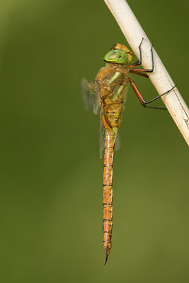 BUITEN BEELD Foto: 31328