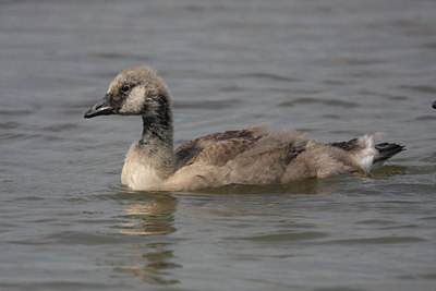 BUITEN BEELD Foto: 31340