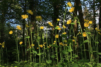 BUITEN BEELD Foto: 31370