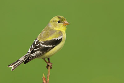 BUITEN BEELD Foto: 31396