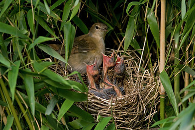 BUITEN BEELD Foto: 31403