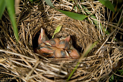 BUITEN BEELD Foto: 31404