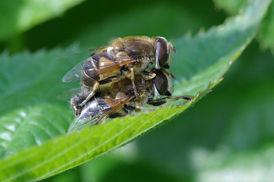 BUITEN BEELD Foto: 31405