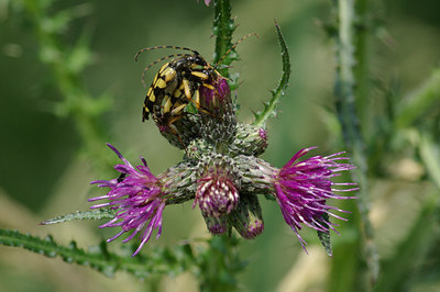 BUITEN BEELD Foto: 31409