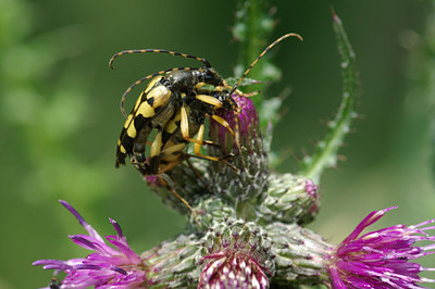 BUITEN BEELD Foto: 31410