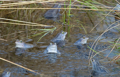 BUITEN BEELD Foto: 31419