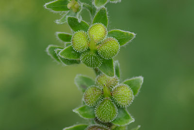 BUITEN BEELD Foto: 31431