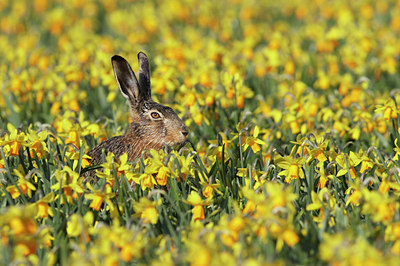 BUITEN BEELD Foto: 31444