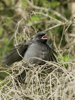 BUITEN BEELD Foto: 31454