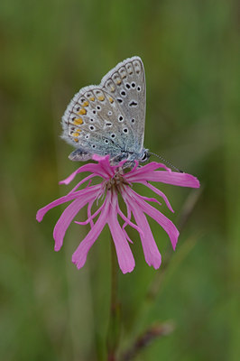 BUITEN BEELD Foto: 31470