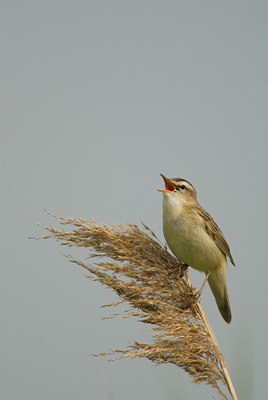 BUITEN BEELD Foto: 31481