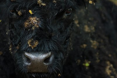 BUITEN BEELD Foto: 31506