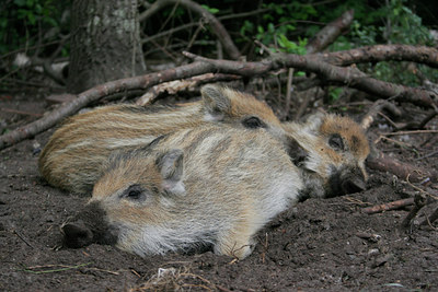 BUITEN BEELD Foto: 31527
