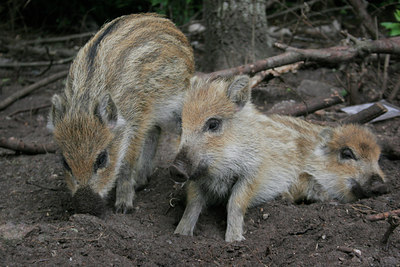 BUITEN BEELD Foto: 31528