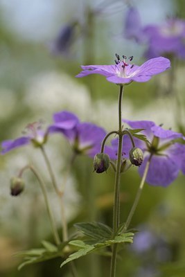 BUITEN BEELD Foto: 31536