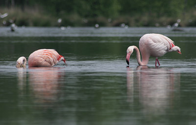 BUITEN BEELD Foto: 31538