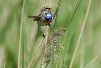 BUITEN BEELD Foto: 31554