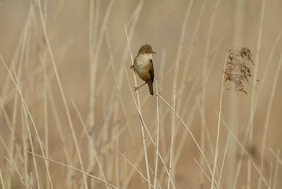 BUITEN BEELD Foto: 31556