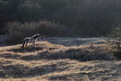 BUITEN BEELD Foto: 31573