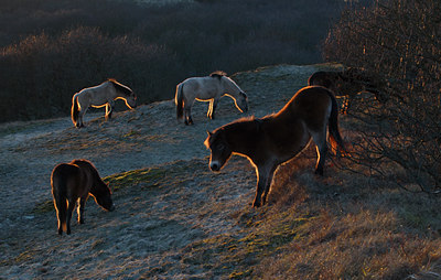 BUITEN BEELD Foto: 31575