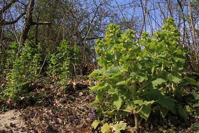 BUITEN BEELD Foto: 31584