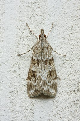 BUITEN BEELD Foto: 31611