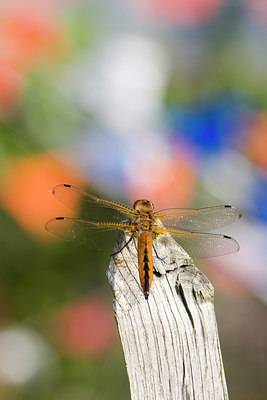 BUITEN BEELD Foto: 31616