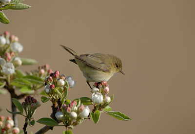 BUITEN BEELD Foto: 31635