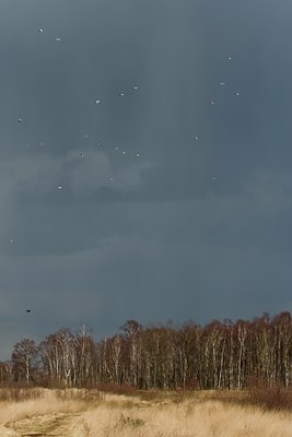 BUITEN BEELD Foto: 31644